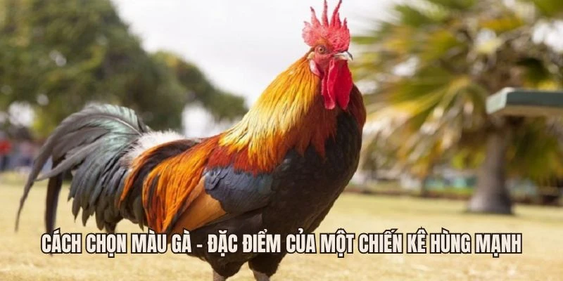 Cách Chọn Màu Gà - Đặc Điểm Của Một Chiến Kê Hùng Mạnh