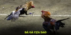 Đá Gà Cựa Dao: Khám Phá Luật Chơi Và Bí Quyết Đặt Cược