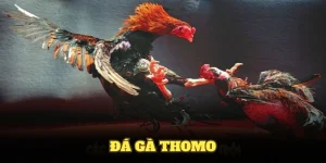 Đá Gà Thomo Tại KUWIN Và Những Điều Thú Vị Bạn Nên Biết