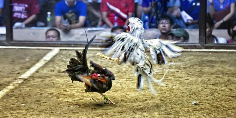 Giới thiệu về đá gà C1
